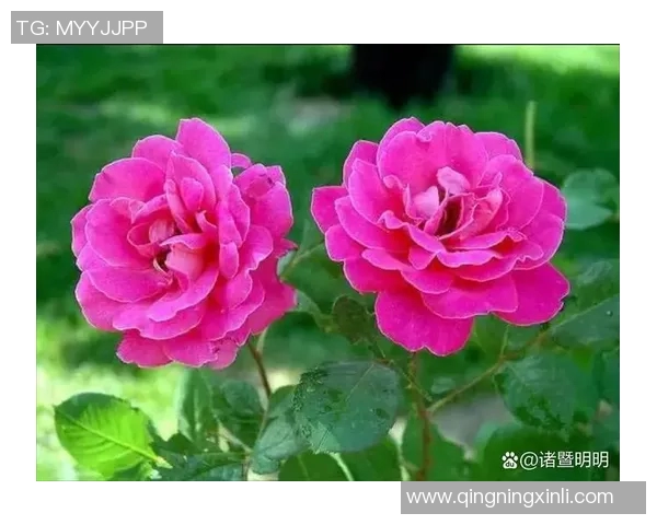 当绿茵传奇逐渐谢幕仍以倔强身影书写最后的温柔